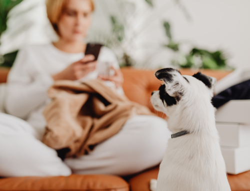 Bitten at a Friend’s House? When Homeowners Insurance Covers Dog Attacks