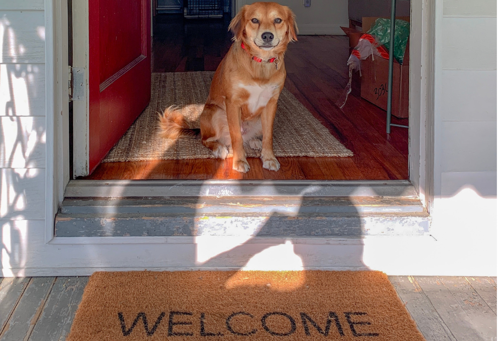 Bitten at a Friend's House? When Homeowners Insurance Covers Dog Attacks